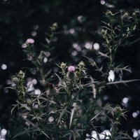 とげとげしい紫色のアザミの花の写真