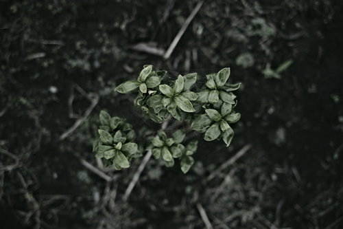 光沢をもつ若木の葉が暗い背景に浮かび上がる