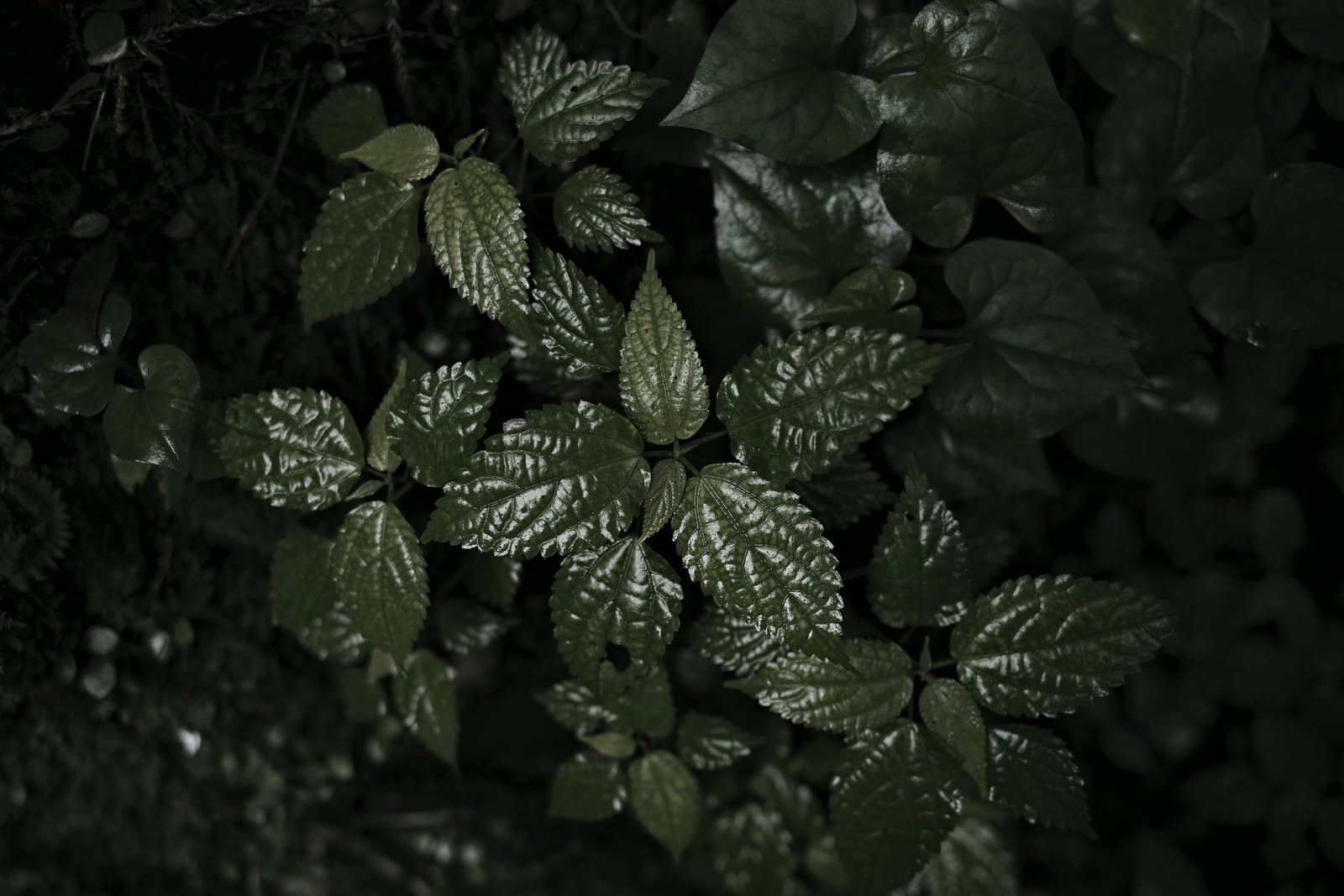 光沢のある緑の草や葉が重なり合っている自然の風景