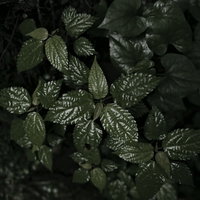 エナメルのような艶を放つ草の葉が重なり合う自然風景の写真
