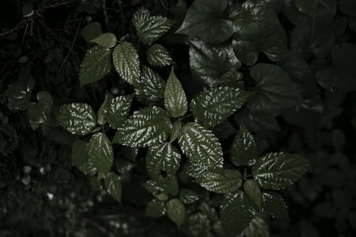 エナメルのような艶を放つ草の葉が重なり合う自然風景