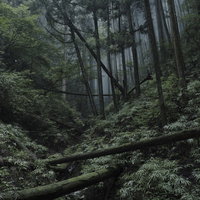 苔とシダに覆われた杉林の薄暗い森林風景の写真