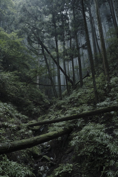 苔とシダに覆われた杉林の薄暗い森林風景