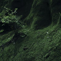 苔生した壁から力強く成長し続ける木の幹と岩肌の写真