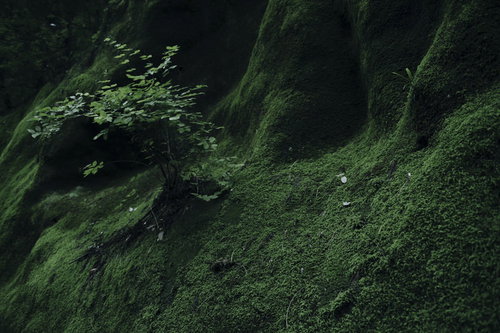 苔生した壁から力強く成長し続ける木の幹と岩肌