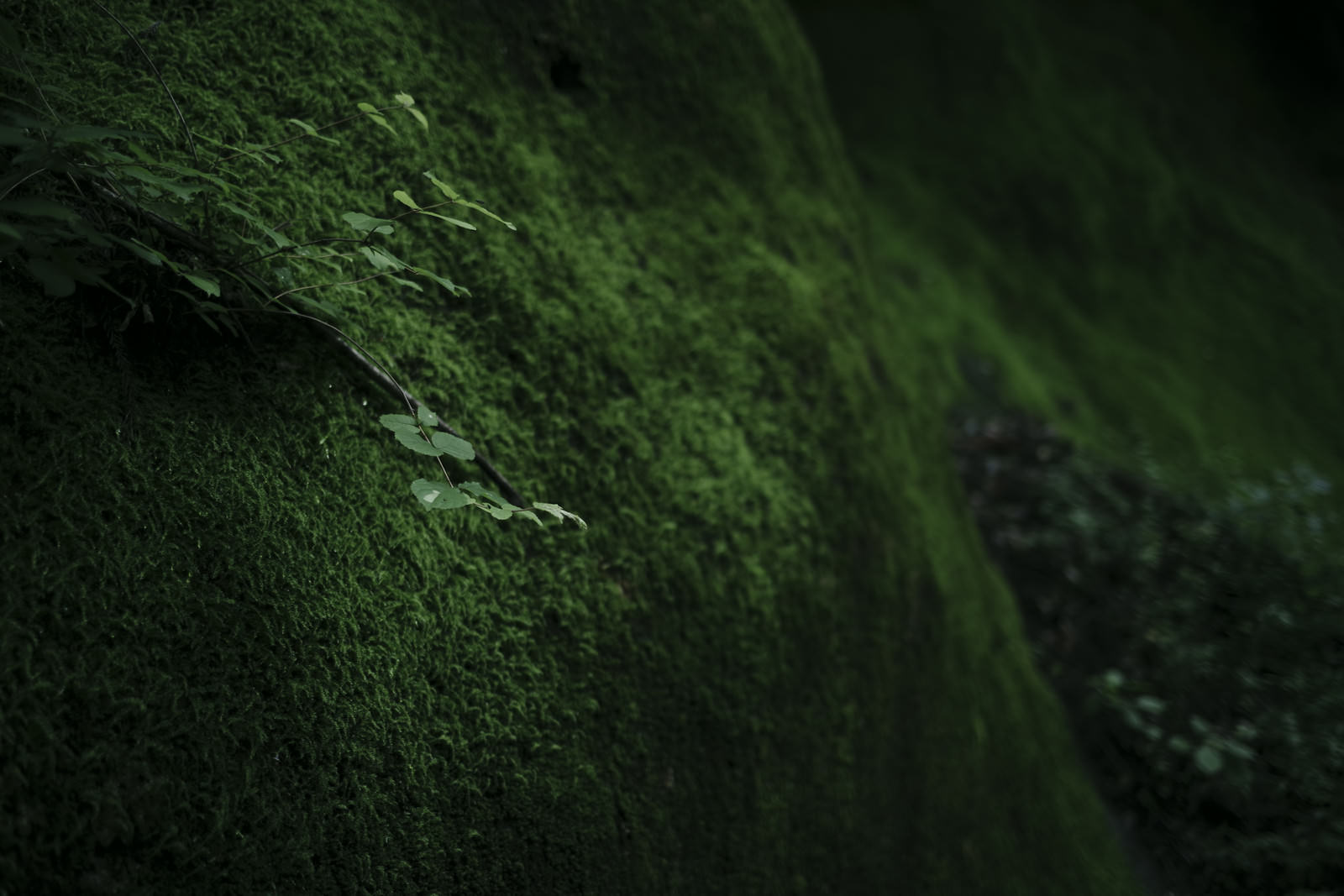 深緑色の苔で覆われた壁面に小さな木が生えている様子