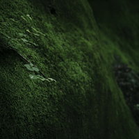 苔に覆われた壁に根を張って生きる小さな木の写真