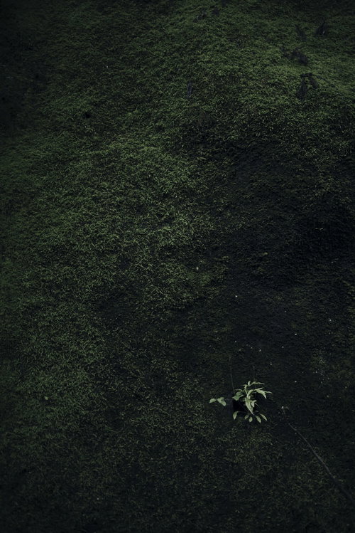 緑の苔に覆われた壁から芽吹いた小さな木