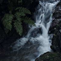 シダが生い茂る小さな渓流の流れと白い水しぶきの写真