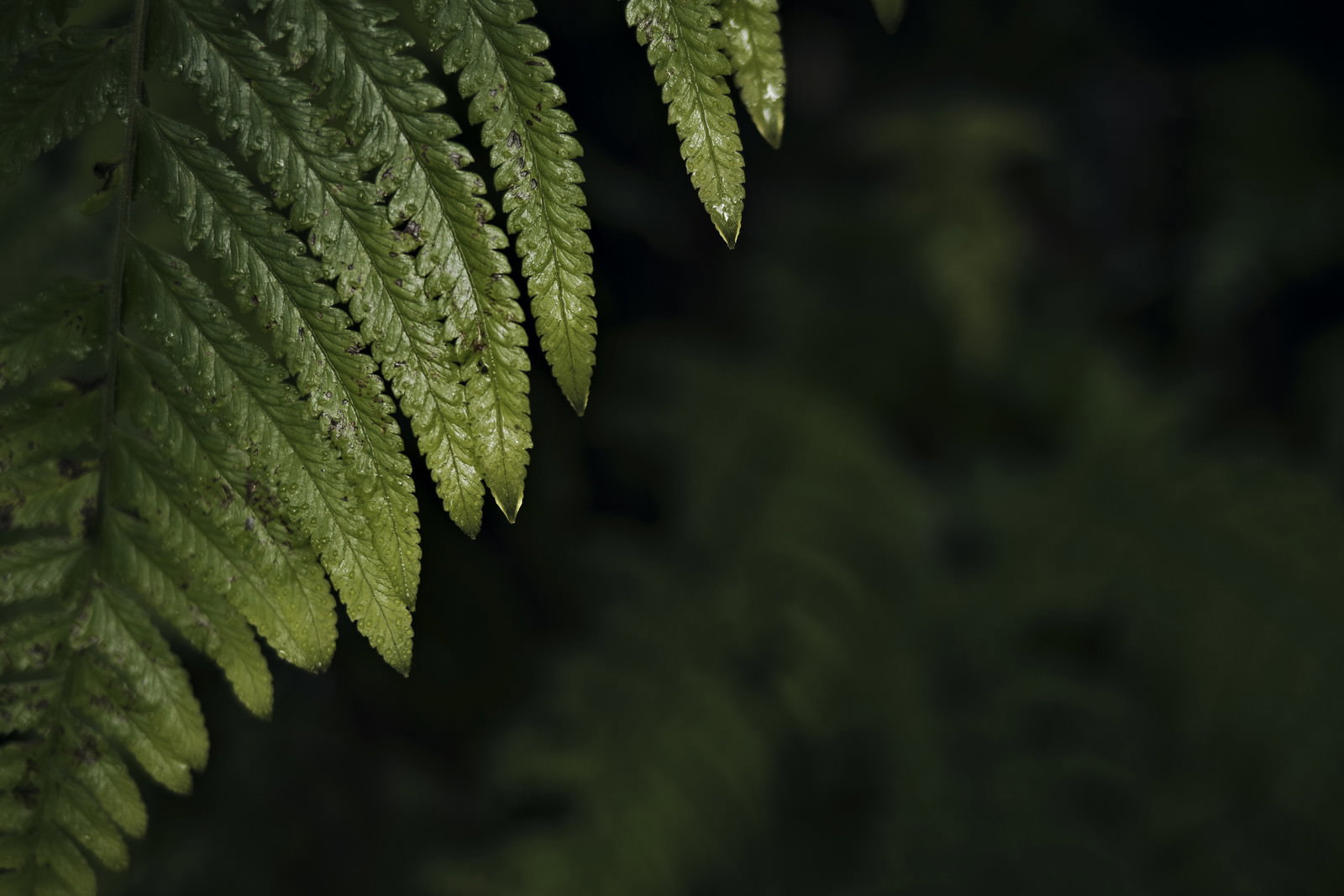 緑のシダの葉の先端に透明な水滴が付着している様子