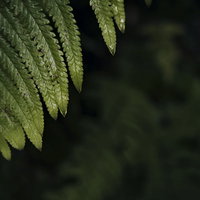 シダの先端から滴る透明な水滴｜湿度の高い環境の写真