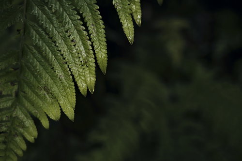 シダの先端から滴る透明な水滴｜湿度の高い環境