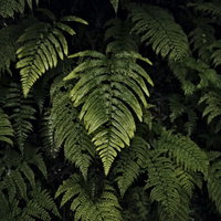 シダ林の中で光に照らされて浮かび上がる一枚の葉の写真