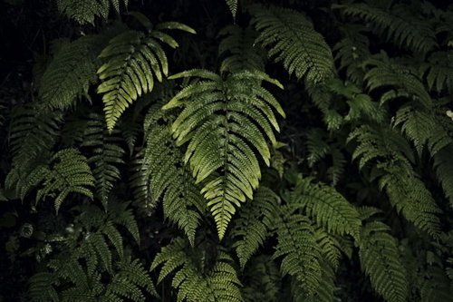 シダ林の中で光に照らされて浮かび上がる一枚の葉