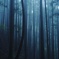 朝霧に包まれた一本だけ曲がった幹の杉林の風景の写真