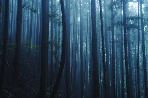 朝霧に包まれた一本だけ曲がった幹の杉林の風景