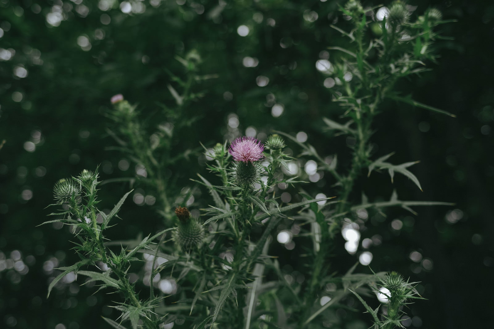 緑の葉に囲まれて一輪だけ咲いている淡い紫色のアザミの花