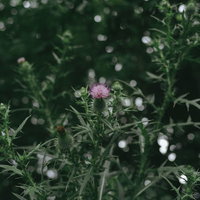 緑の葉に囲まれて一輪だけ咲いたアザミの花の写真