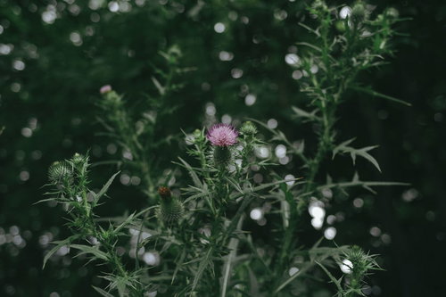 緑の葉に囲まれて一輪だけ咲いたアザミの花