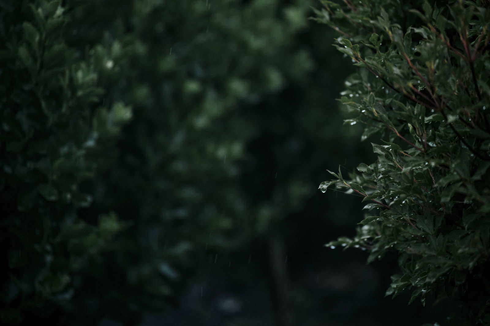 緑の葉の表面に透明な水滴が複数付着している様子