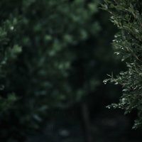 梅雨時期の緑の葉に付いた雨の水滴と雫の写真