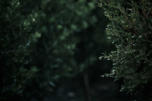 梅雨時期の緑の葉に付いた雨の水滴と雫