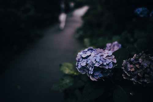 乾燥した素肌の紫陽花、枯れかけた花弁と季節の移ろい