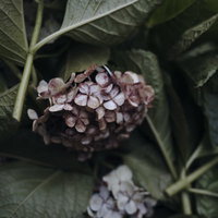 伐採された紫色のアジサイの枝と葉、梅雨時期の剪定作業の写真