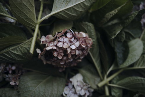 伐採された紫色のアジサイの枝と葉、梅雨時期の剪定作業