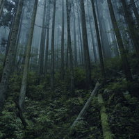 霧深い山の杉林と苔むした倒木の写真
