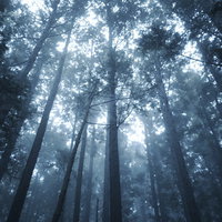 霧の中に立つ杉林（見上げアングル）の写真