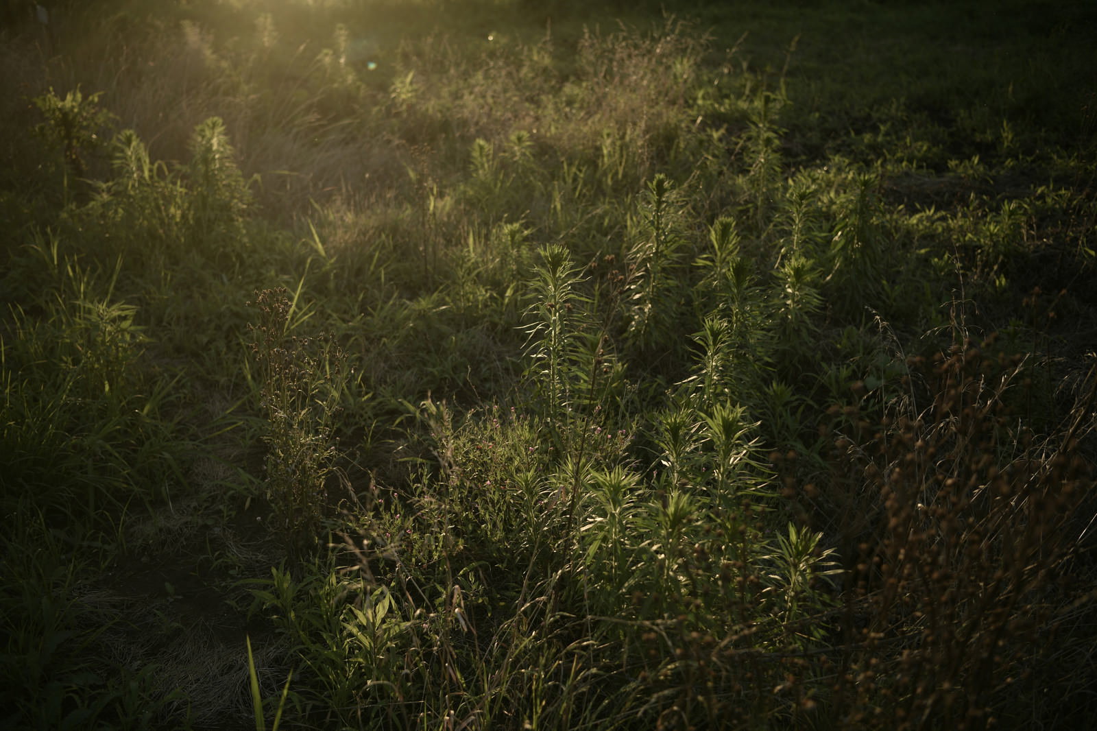 夕日の逆光で浮かび上がる鬱蒼とした雑草地帯の草むら