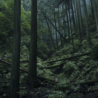 奥へ続く沢筋と苔むした倒木が織りなす深い森の風景の写真