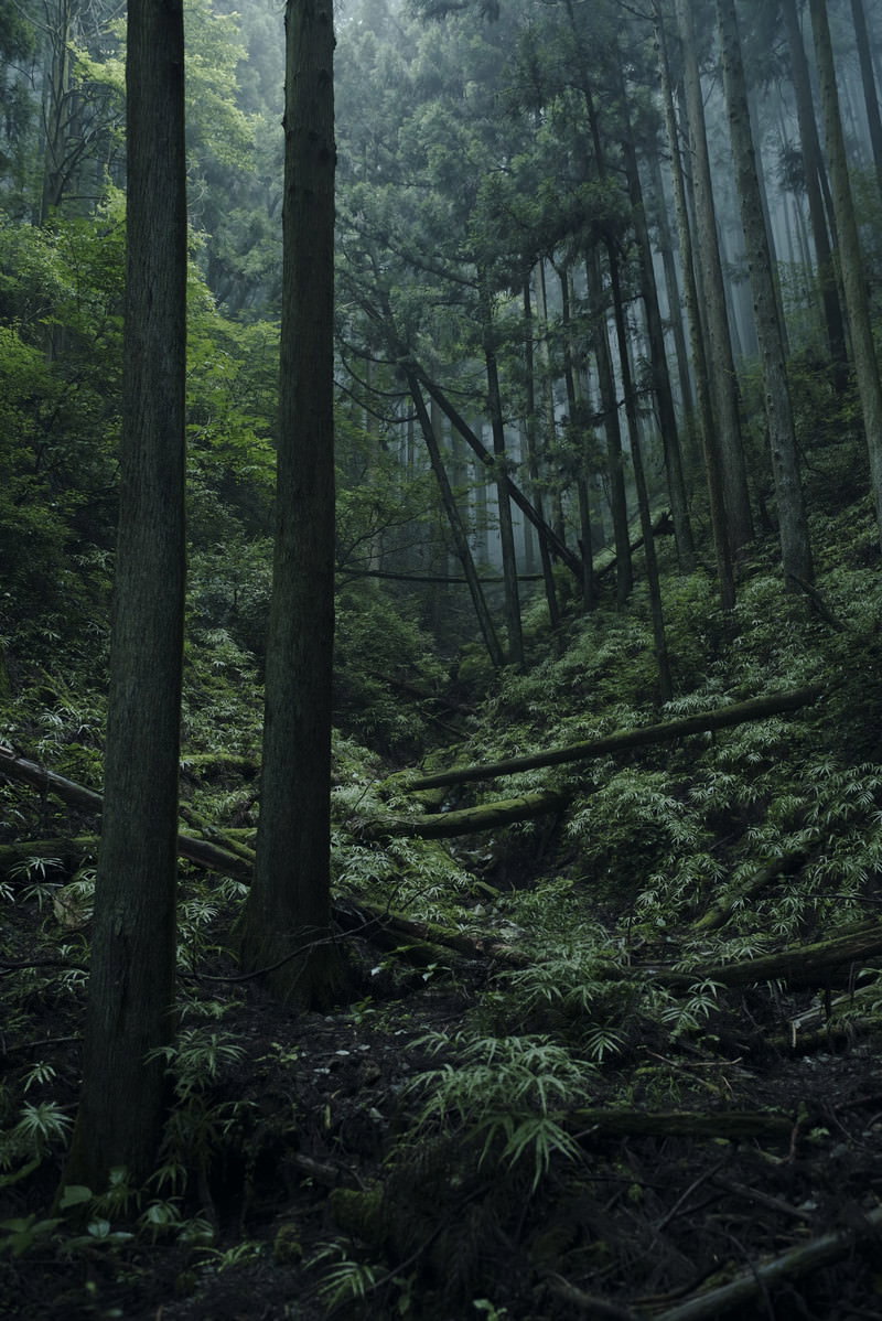 薄暗い森の中で倒木が横たわり、苔むした沢筋が奥へ続いている