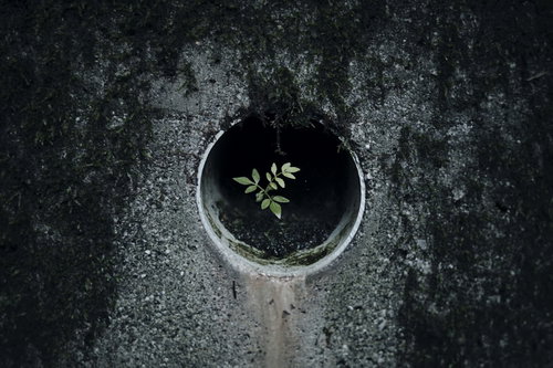 コンクリート導水管の中で芽吹いた木の新緑