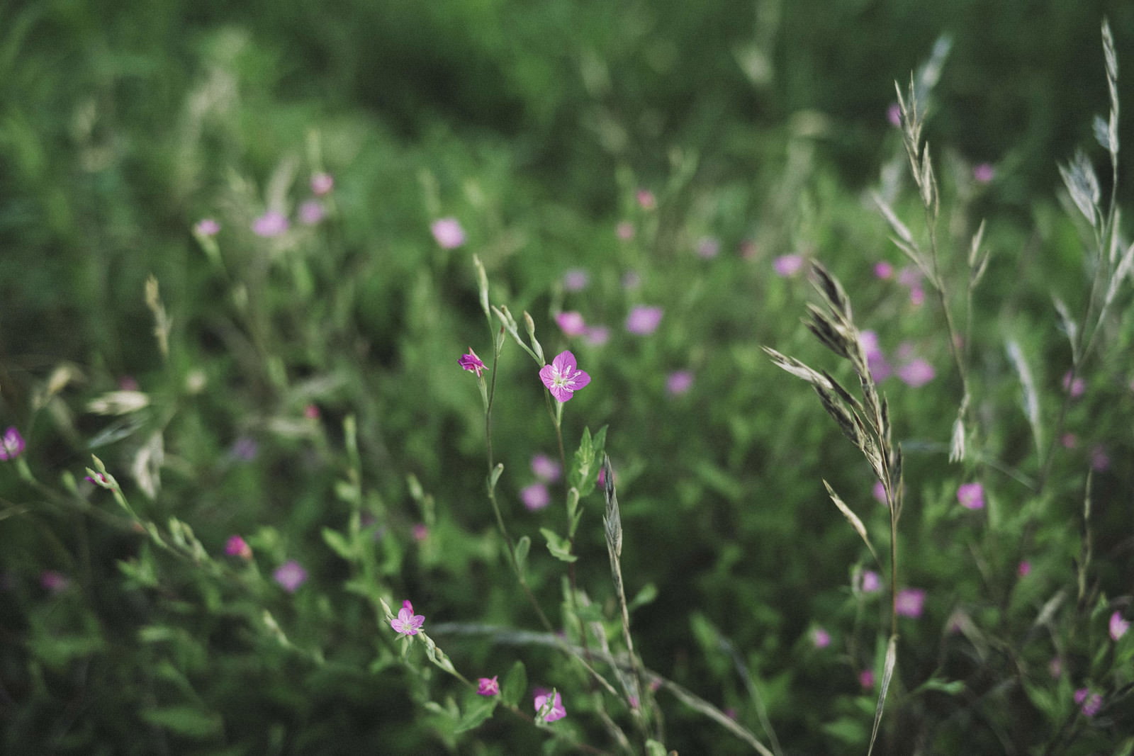 道端に生えた草むらに小さなピンクの花が咲いている様子