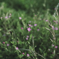 道端に咲く小さなピンクの花を広げる草の自然風景の写真