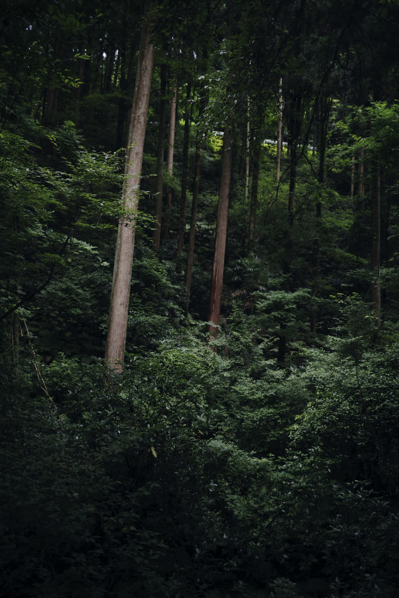 薄暗い森の中に立つ高い杉の木々と緑の下草