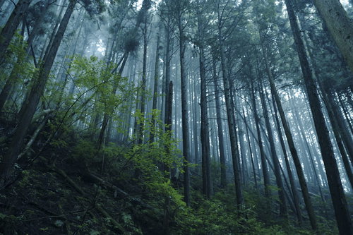 朝霧に包まれた新緑の杉林の風景