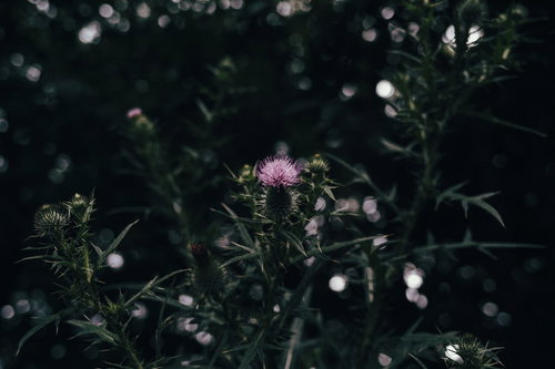 暗がりに浮かび上がるトゲトゲのアザミの花
