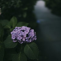 暗がりに浮かび上がる薄紫色のアジサイ。梅雨の季節の写真