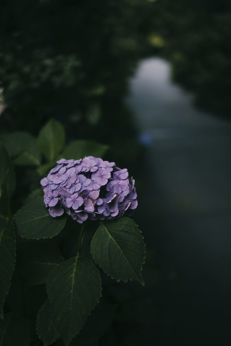 暗い背景に薄紫色のアジサイの花が浮かび上がっている