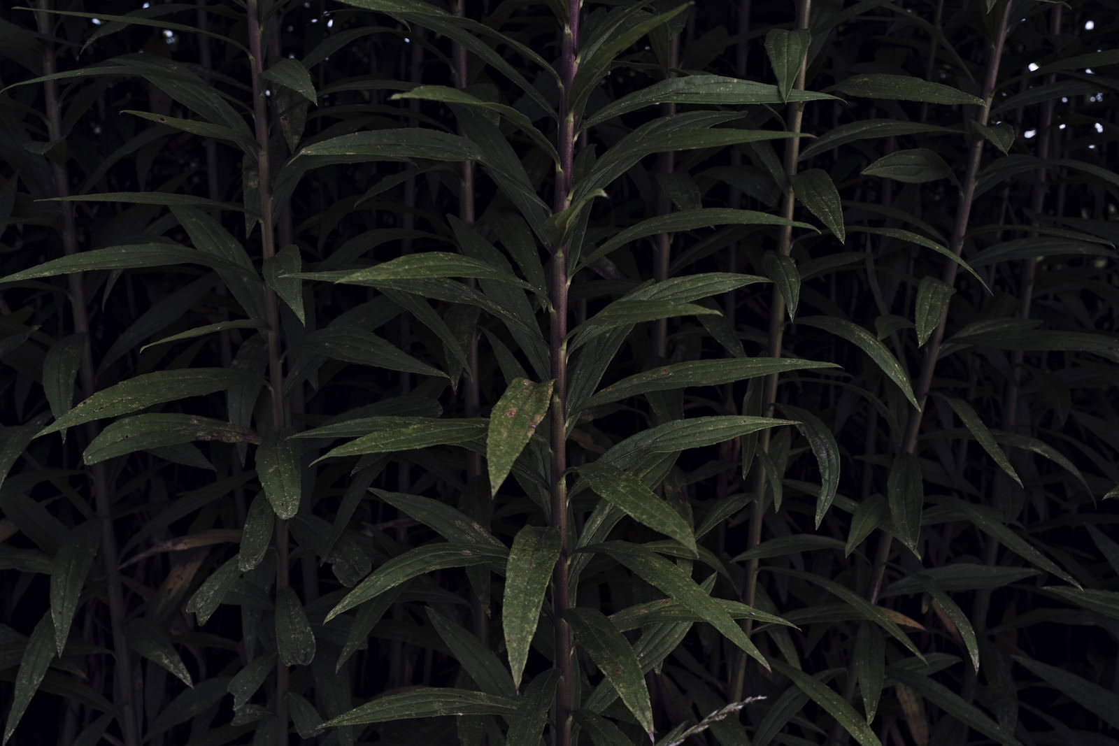 暗い背景に浮かび上がる細長い茎と葉っぱを持つ雑草