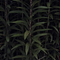 暗がりに浮かび上がる背の高い草の茎と葉のシルエットの写真