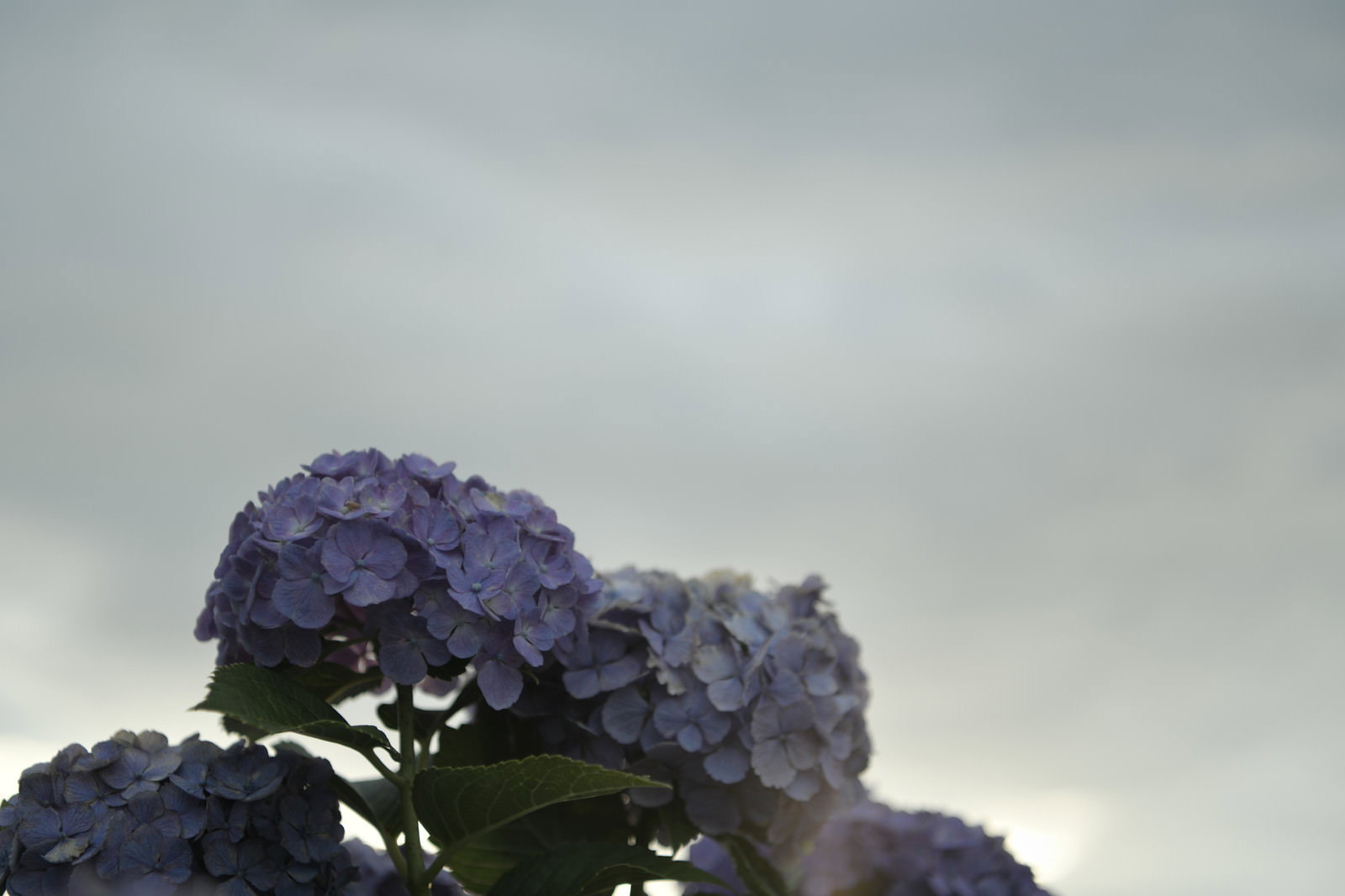 曇り空を背景に咲く紫色の紫陽花の花房