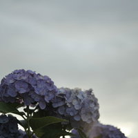 曇天の下で静かに咲く紫色のアジサイの写真