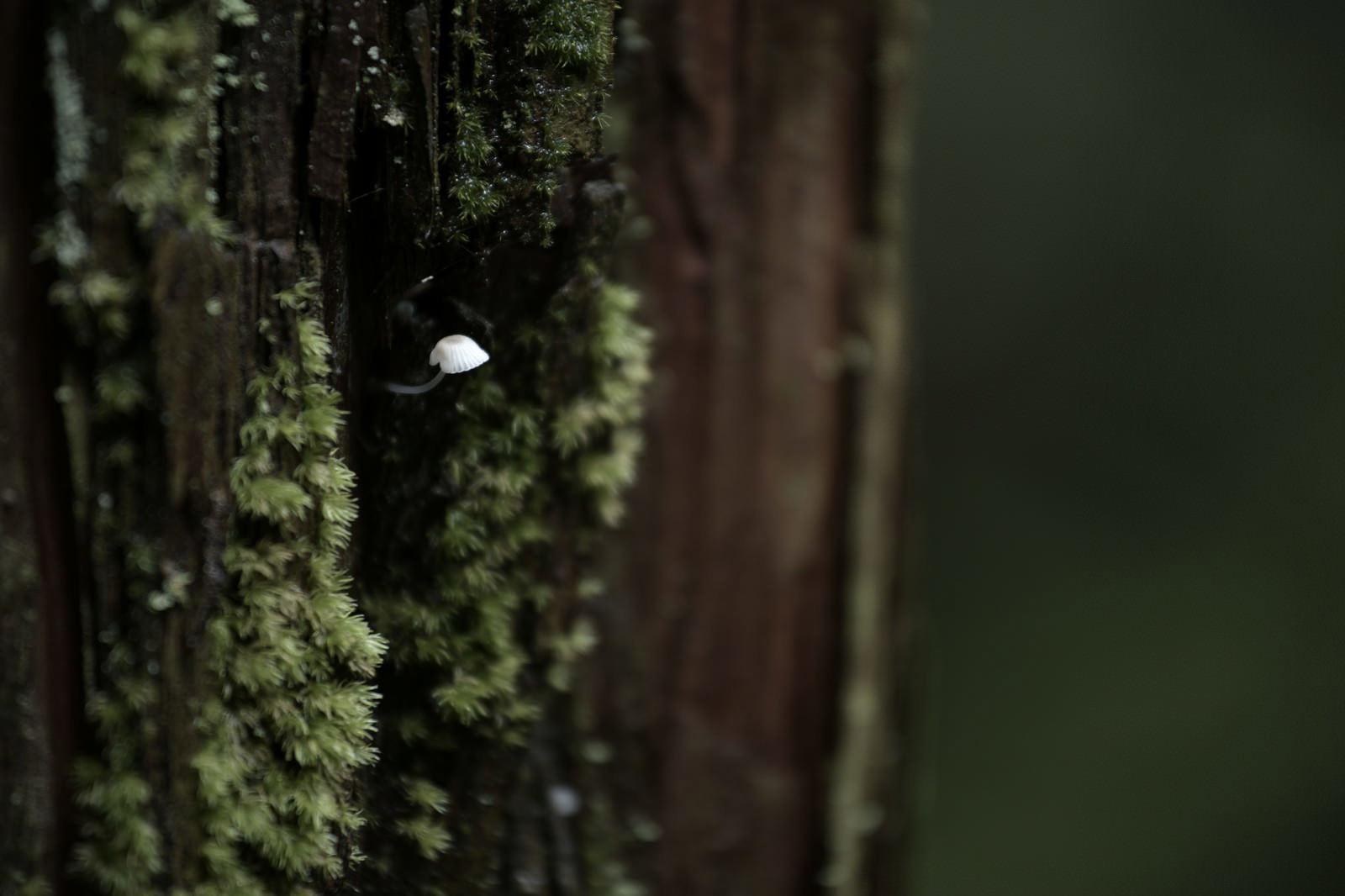 苔むした杉の幹から小さなキノコが生えている様子