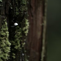 苔むした杉の幹から生えた小さなキノコの写真