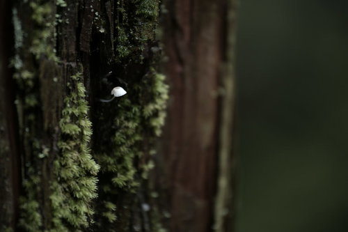 苔むした杉の幹から生えた小さなキノコ