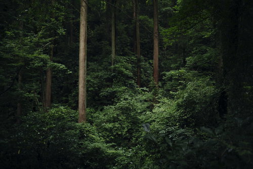 薄暗い杉林で浮かび上がる立派な杉の木と森林風景